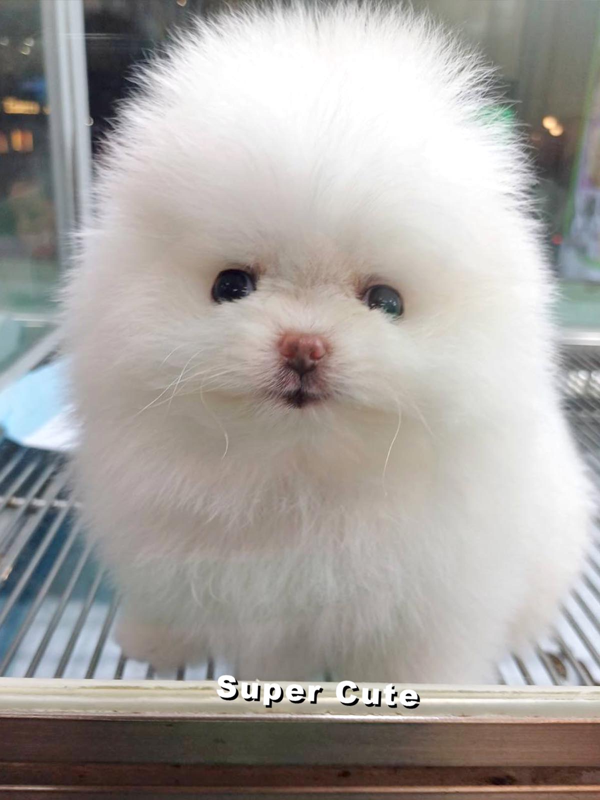 超可愛名犬社／博美犬