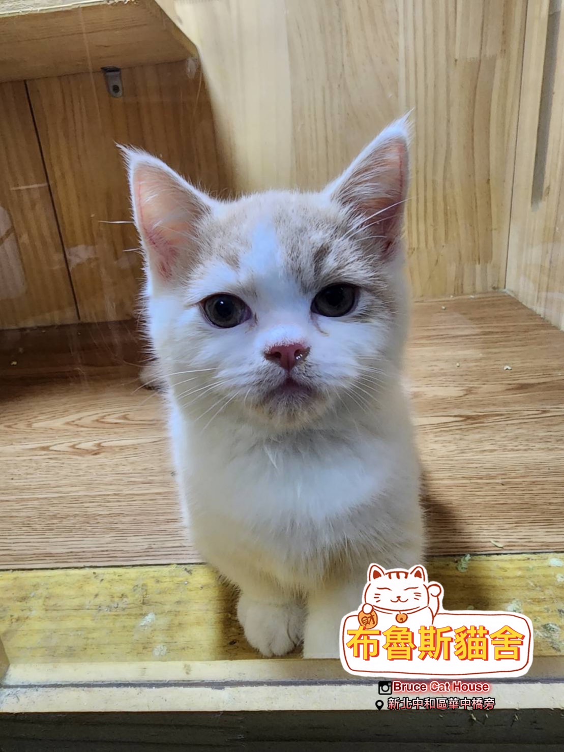 布魯斯貓舍／奶油賓士曼赤肯