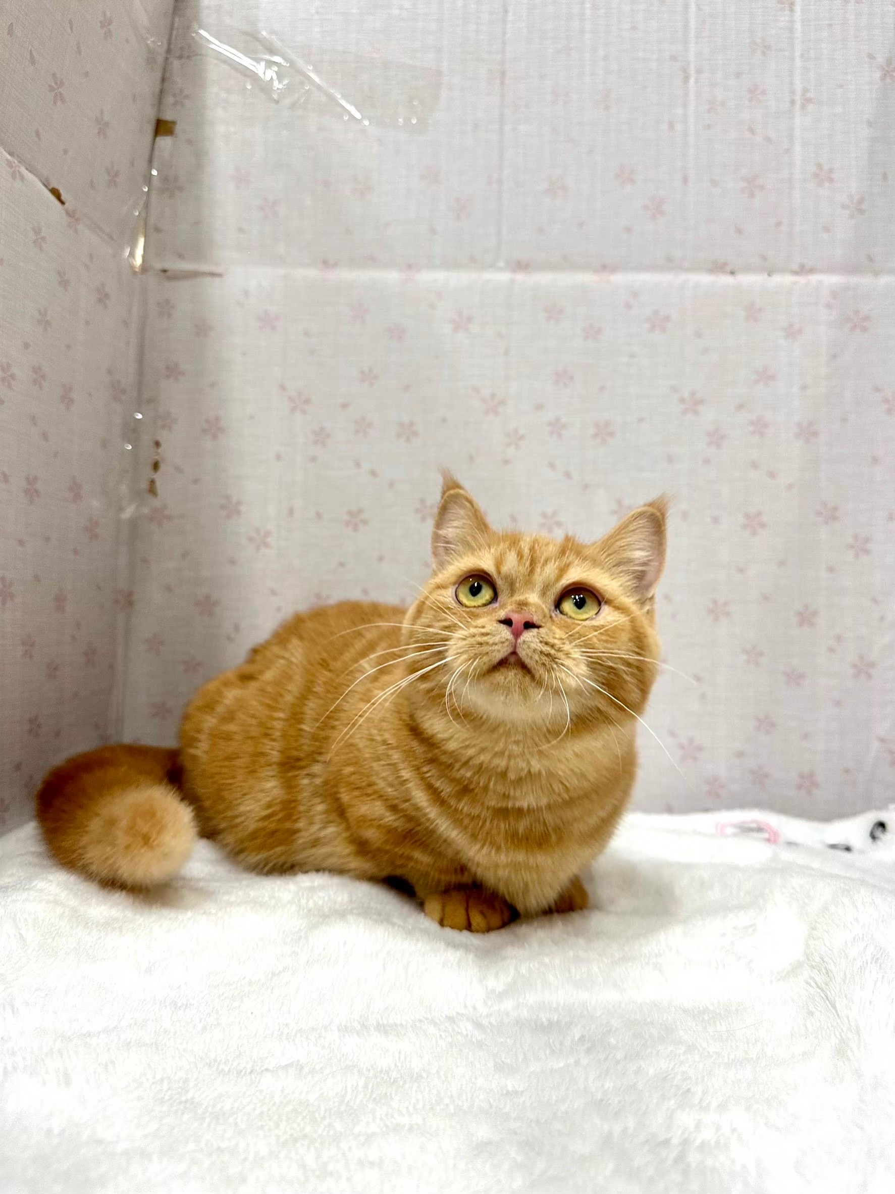 貓咪總動員館／橘紅色曼赤肯