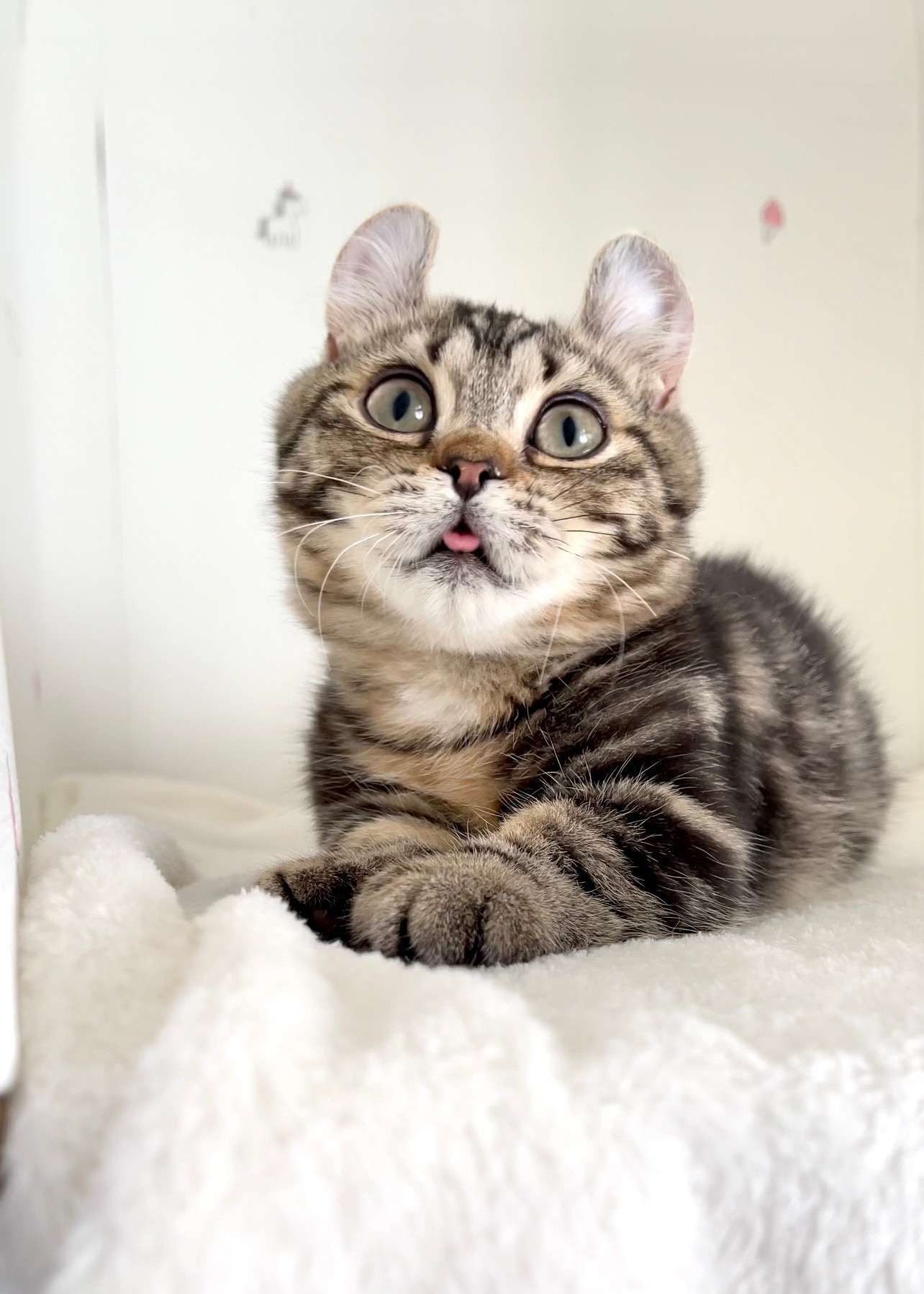 貓咪總動員館／古銅捲耳曼赤肯