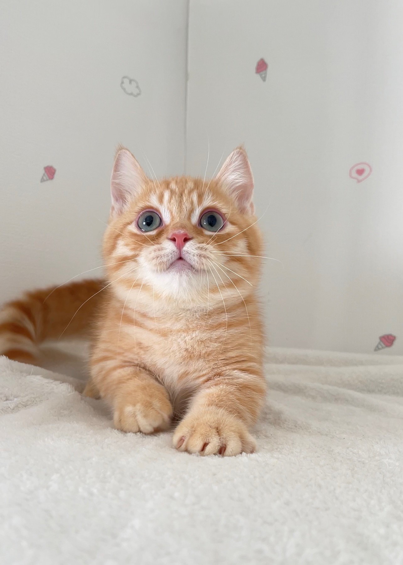 貓咪總動員館／紅金曼赤肯