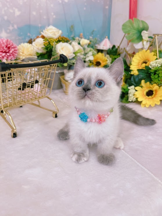 星光貓舍／重點色曼赤肯