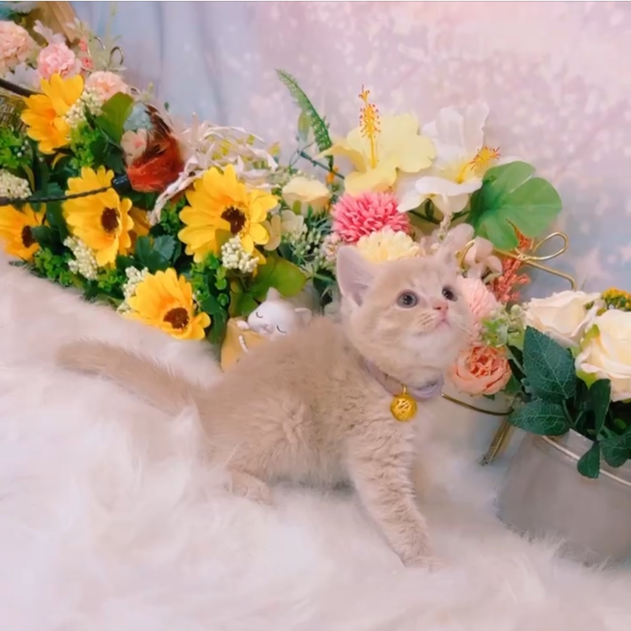 星光貓舍／銀漸層英國短毛貓