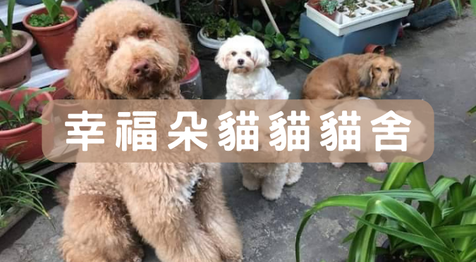 嚴選合法寵物店-幸福朵貓貓貓舍