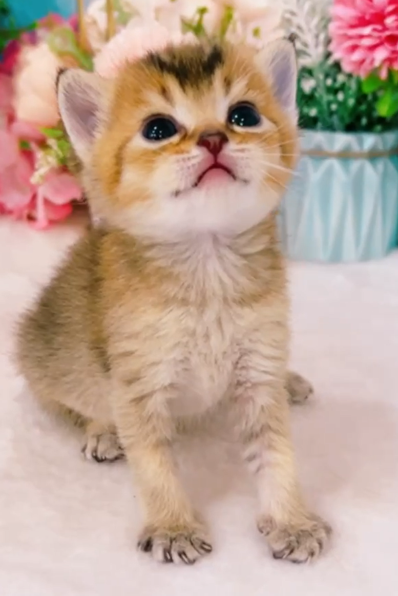 星光貓舍／黑金色非標準曼赤肯