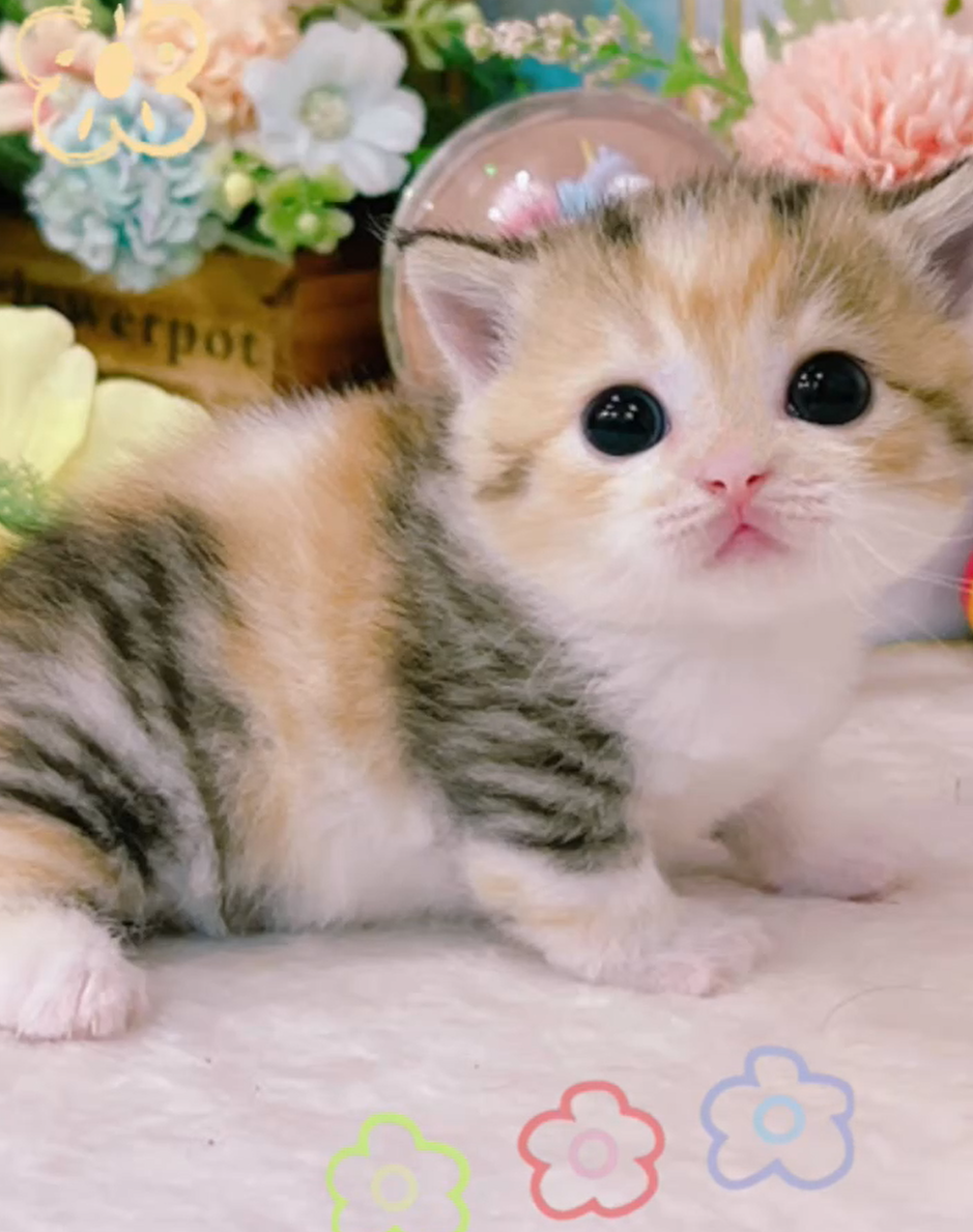 星光貓舍／三花曼赤肯