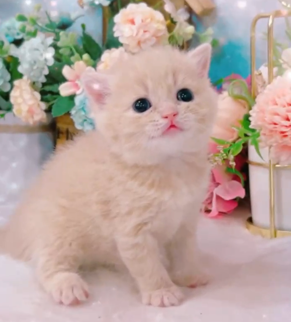 星光貓舍／奶茶色英國短毛貓