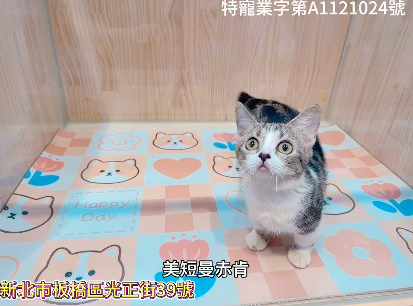 樂寵貓狗屋／美短加白曼赤肯