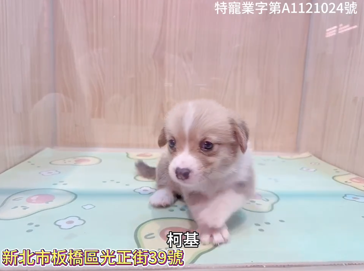 樂寵貓狗屋／柯基