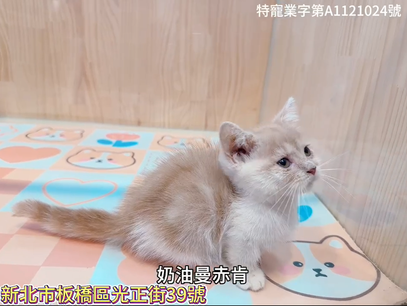 樂寵貓狗屋／奶油色曼赤肯