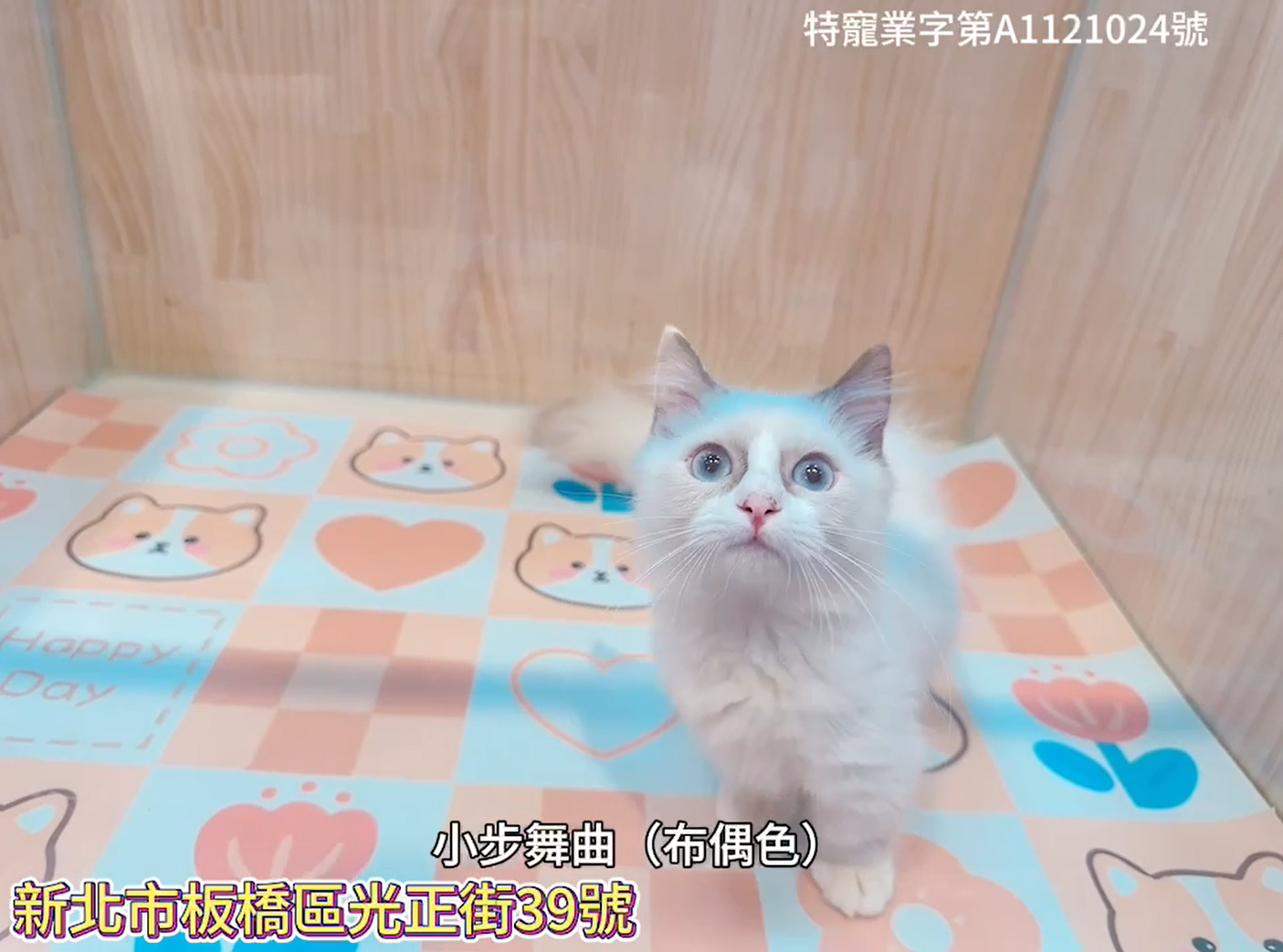 樂寵貓狗屋／布偶色小步舞曲