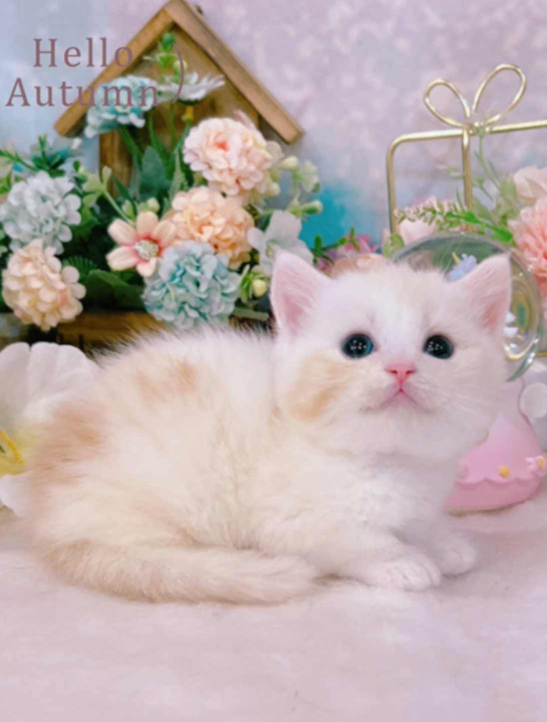 星光貓舍／凱米爾奶油曼赤肯