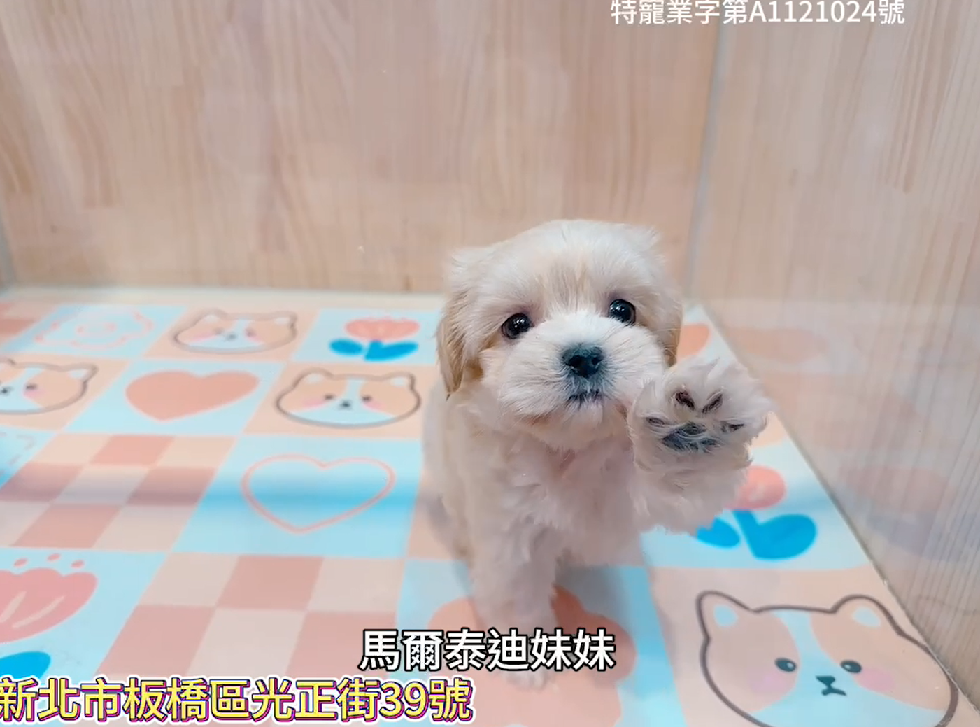 樂寵貓狗屋／瑪爾泰迪