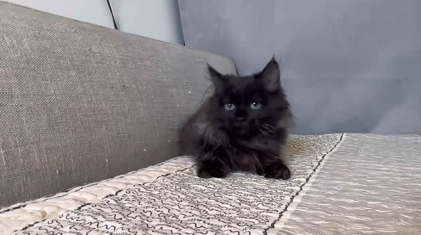 尊爵名皇／黑色小步舞曲