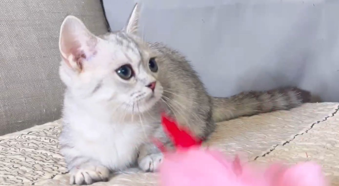 尊爵名皇／綠眼銀漸層曼赤肯