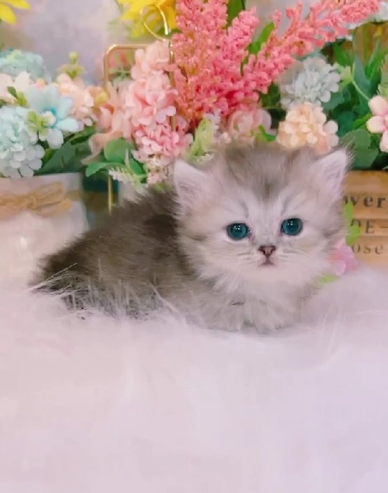 星光貓舍／銀灰色小步舞曲