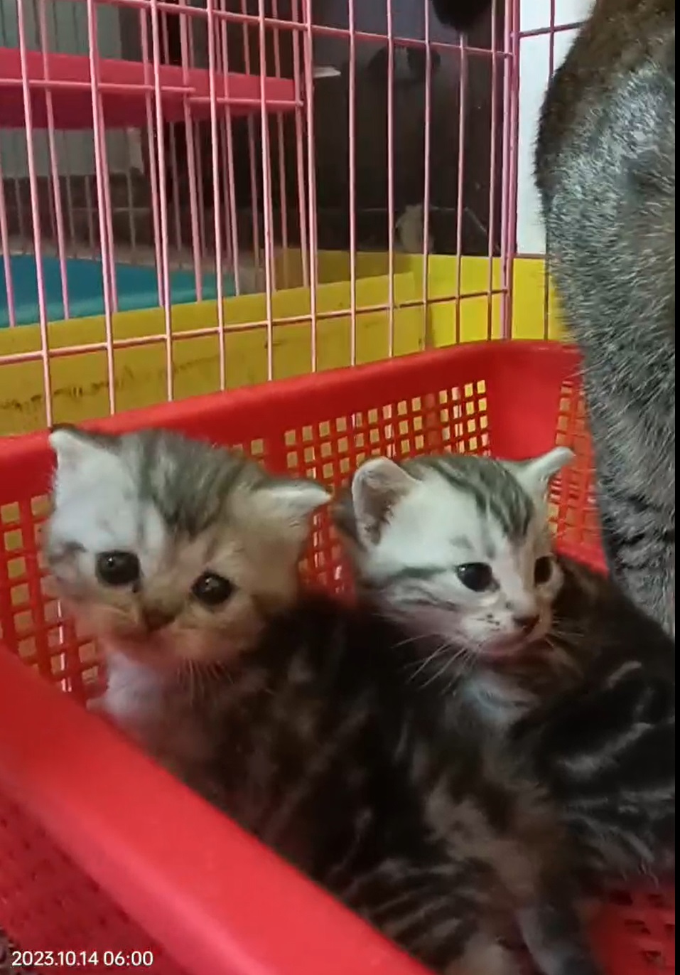 幸福朵貓貓貓舍／古銅色美國短毛貓