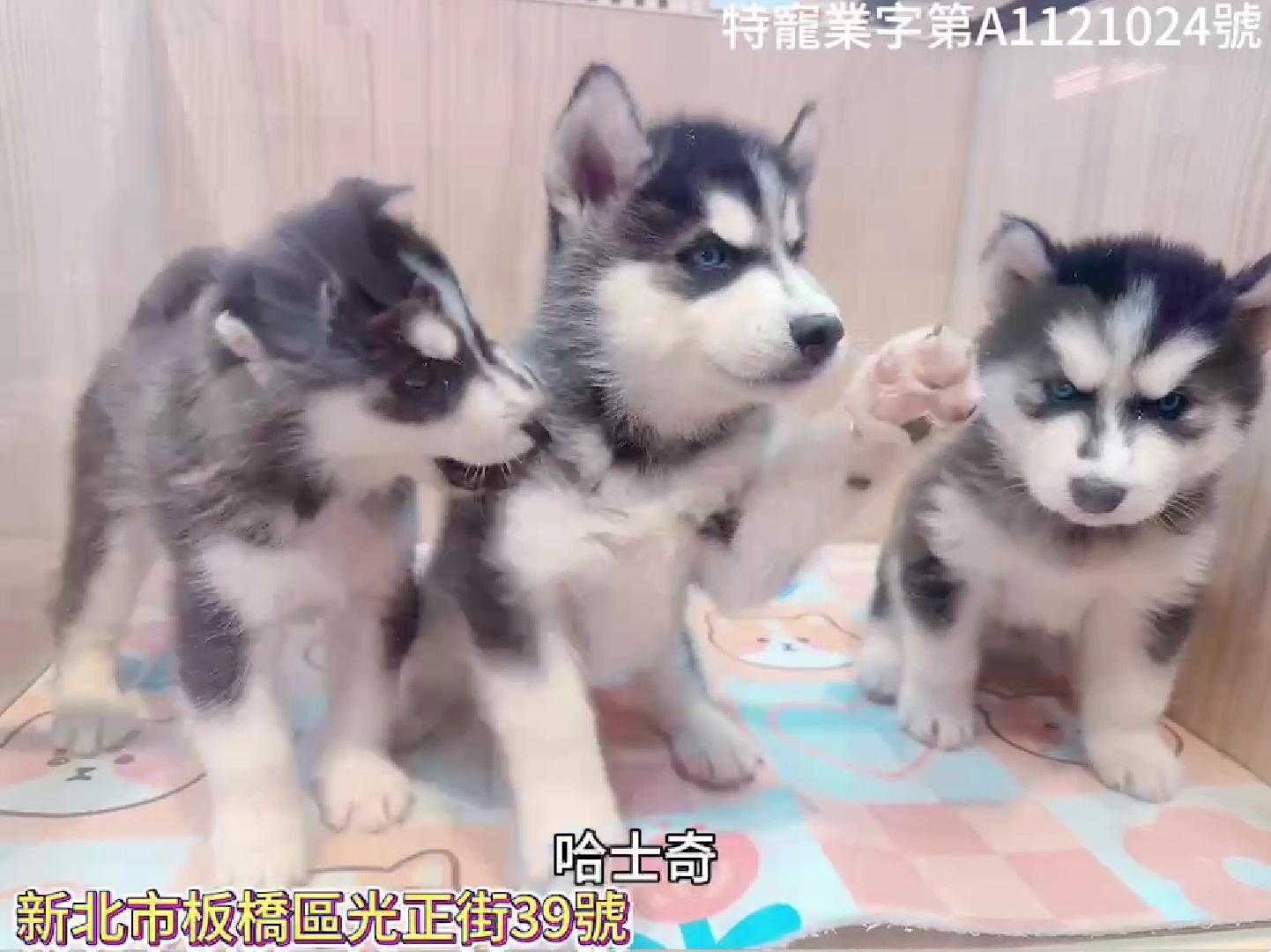 樂寵貓狗屋／哈士奇