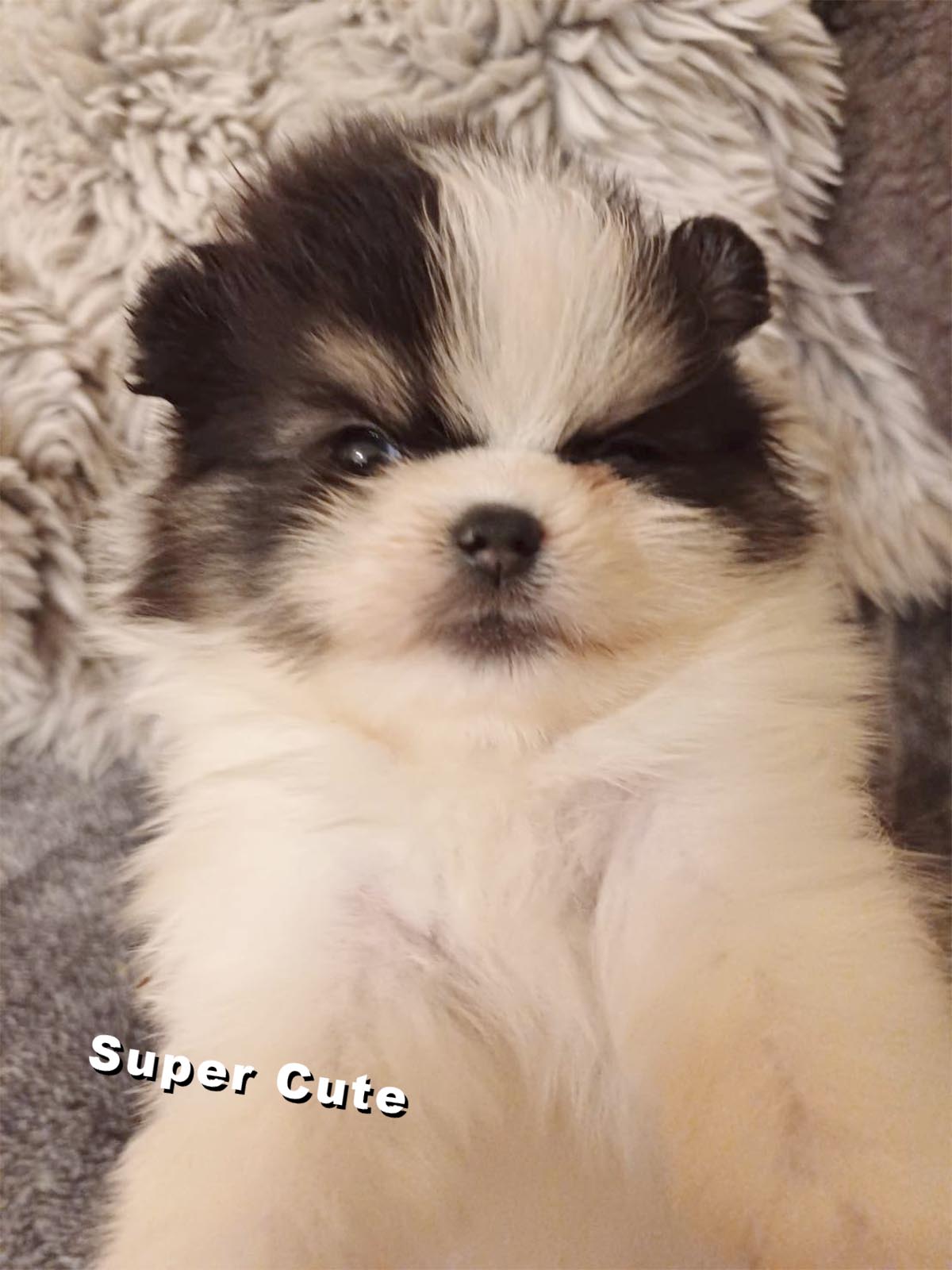 超可愛名犬社／黑白花四目博美犬