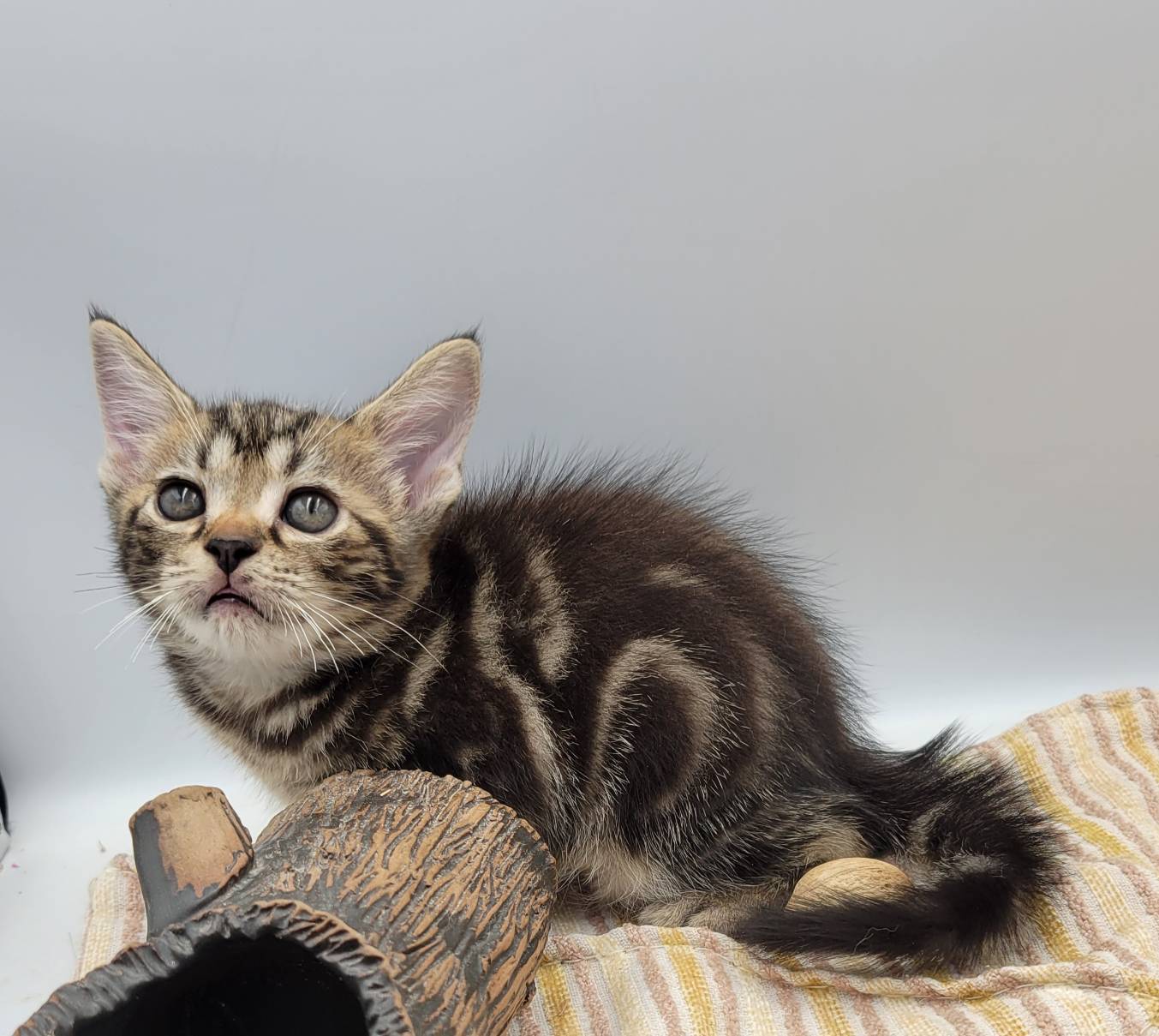 刻在你心底的貓／古銅色美國短毛貓