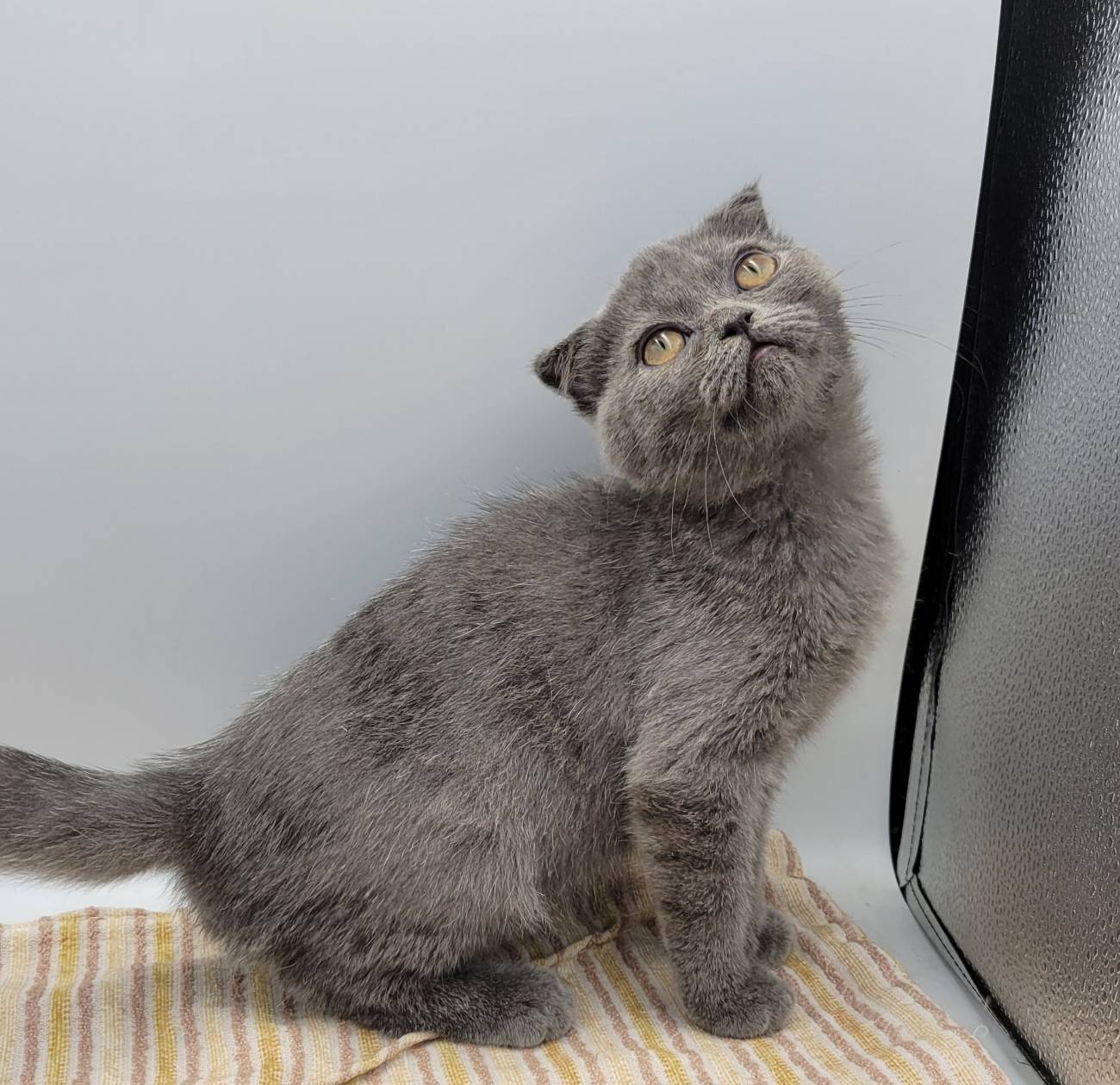 刻在你心底的貓／藍英國短毛貓