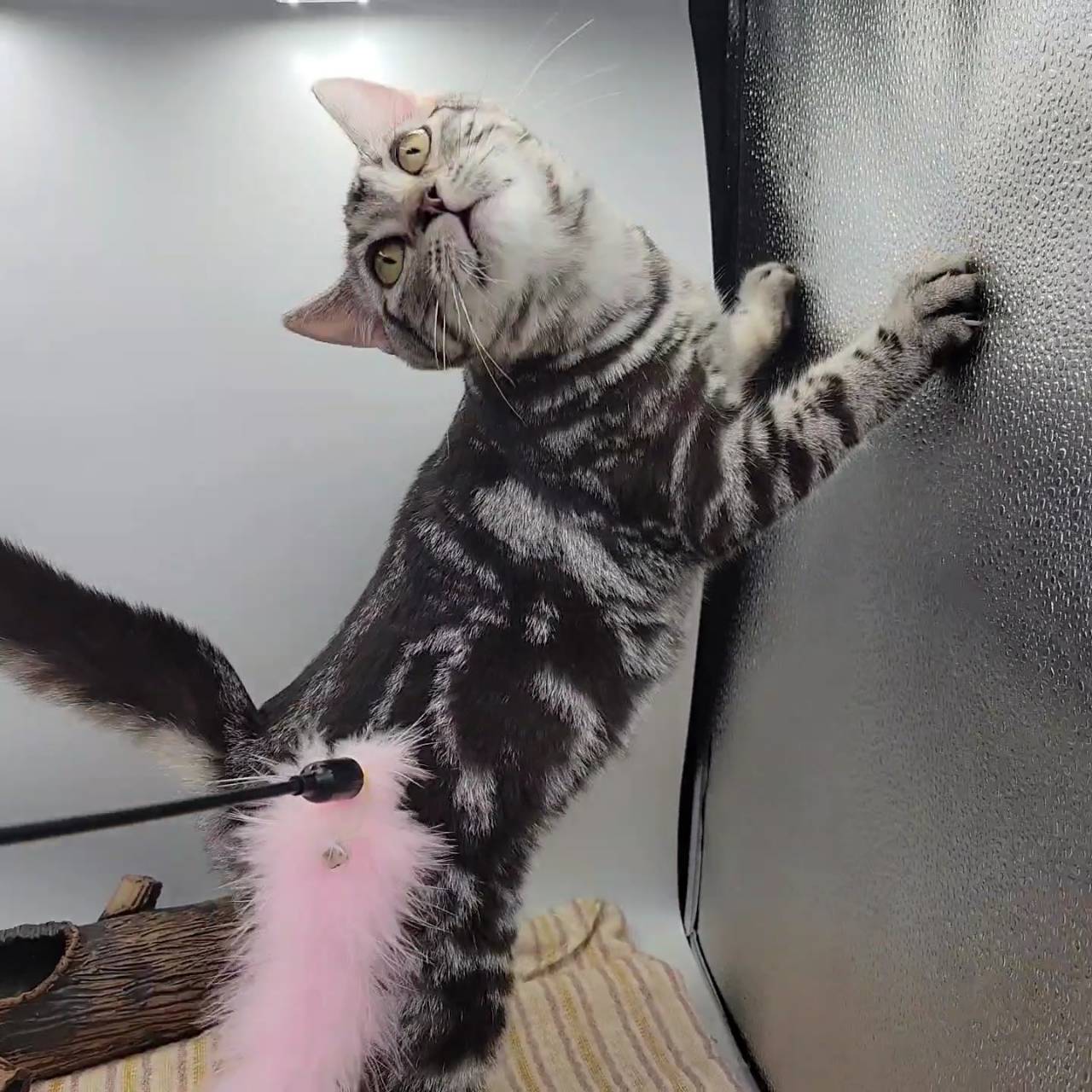 刻在你心底的貓／銀白螺旋紋美國短毛貓