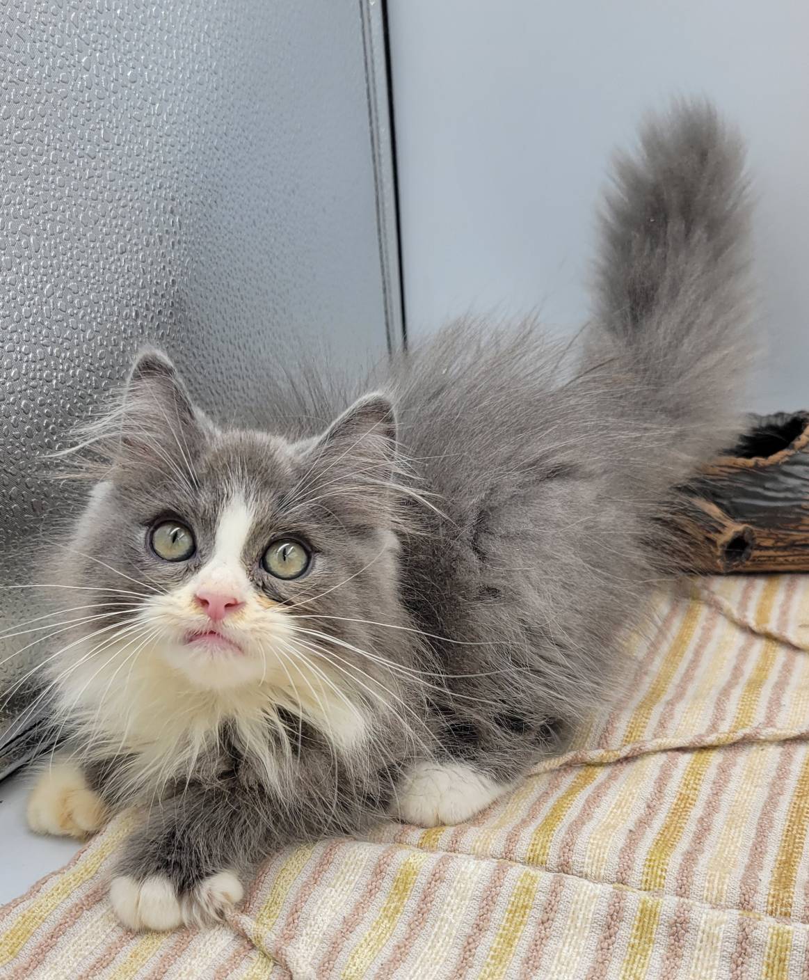 刻在你心底的貓／藍白色英國長毛貓