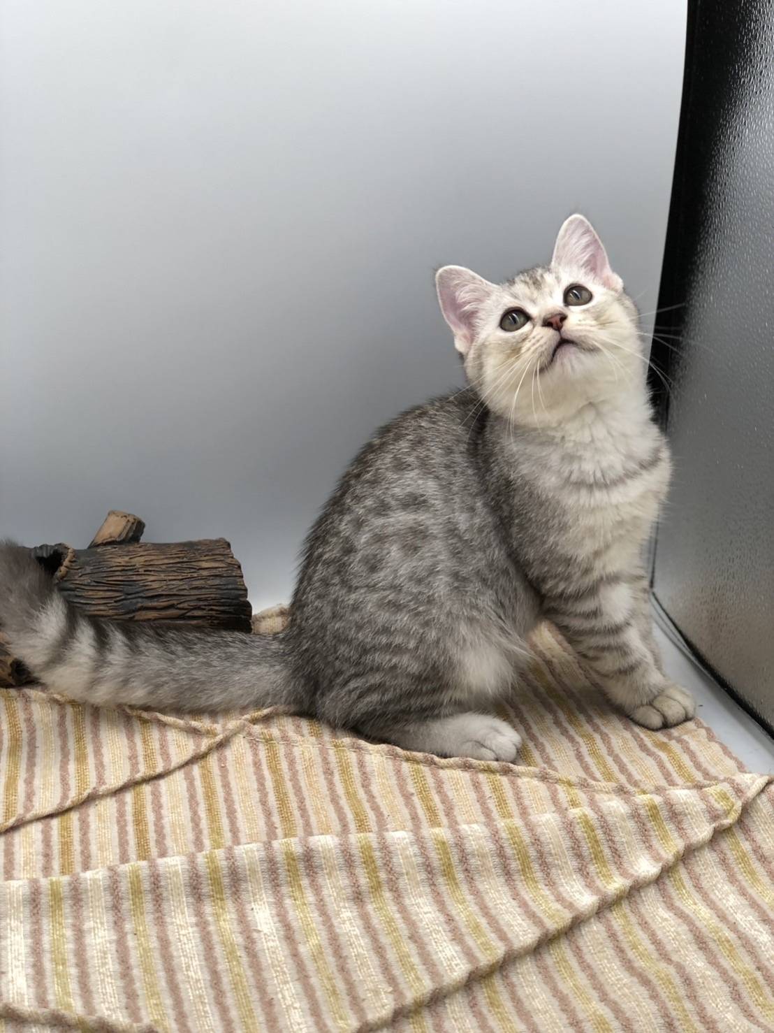 刻在你心底的貓／銀漸層虎斑英國短毛貓- 小白故事| 幼犬貓買賣知識分享| 合法寵物店