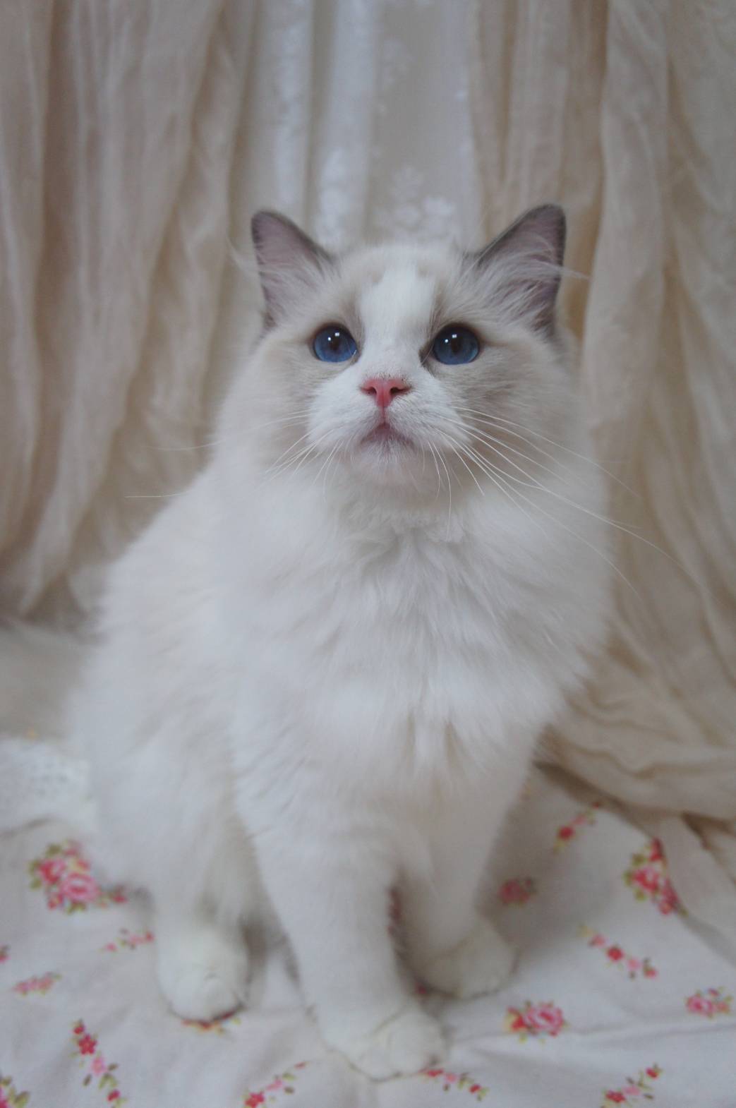 蘋果樹下的布偶貓／布偶貓