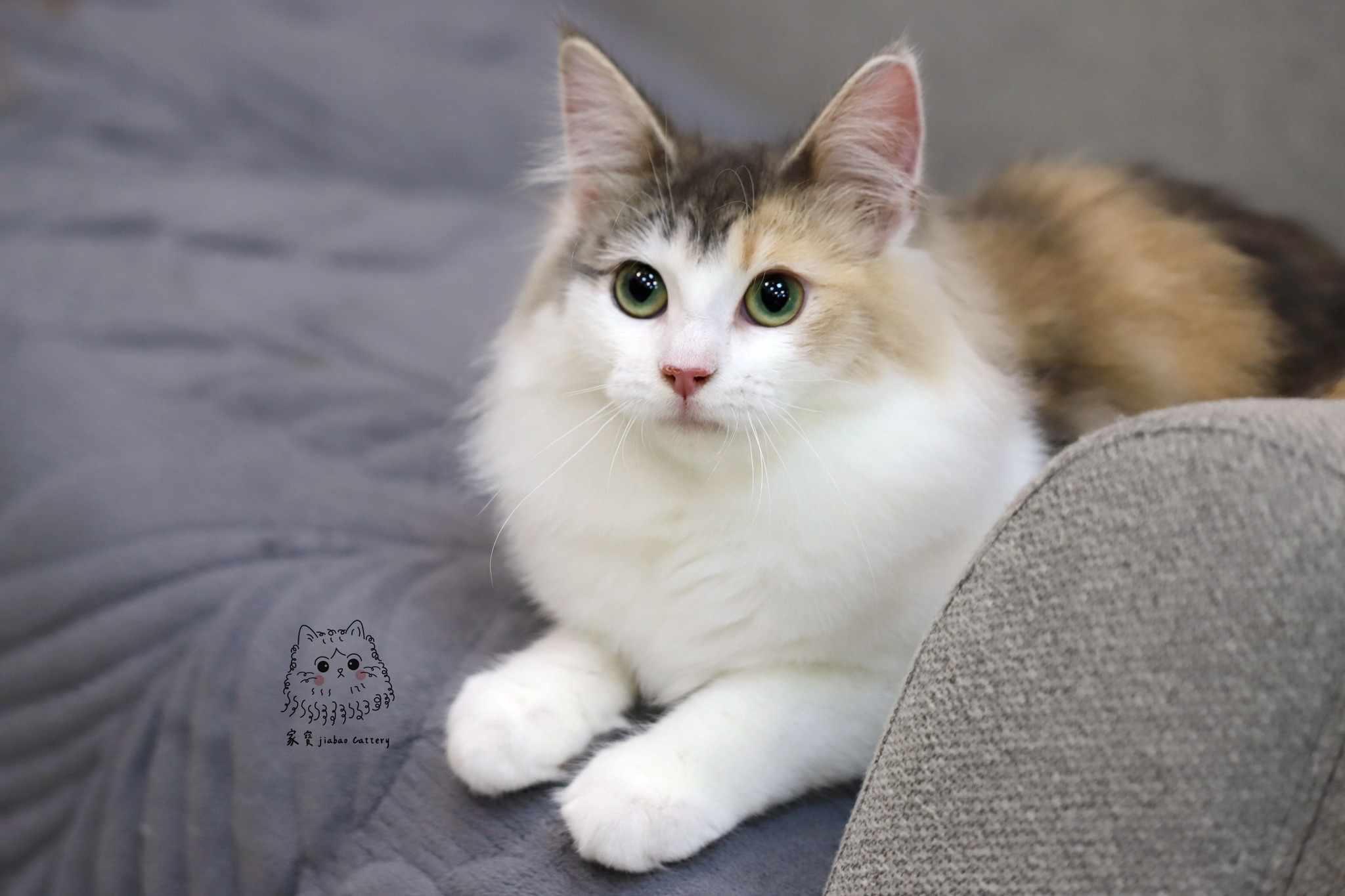 家寶寵物／藍三花賓士挪威森林貓