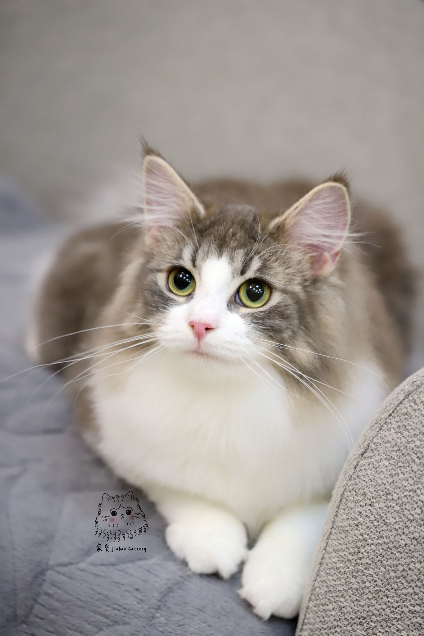 家寶寵物／藍虎斑賓士挪威森林貓