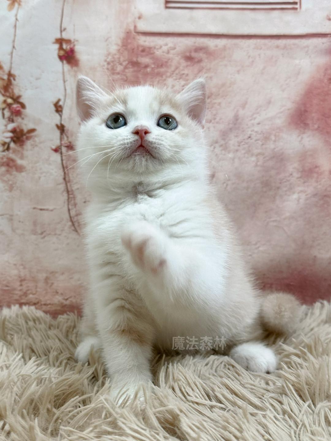 魔法森林／奶油賓士英國短毛貓