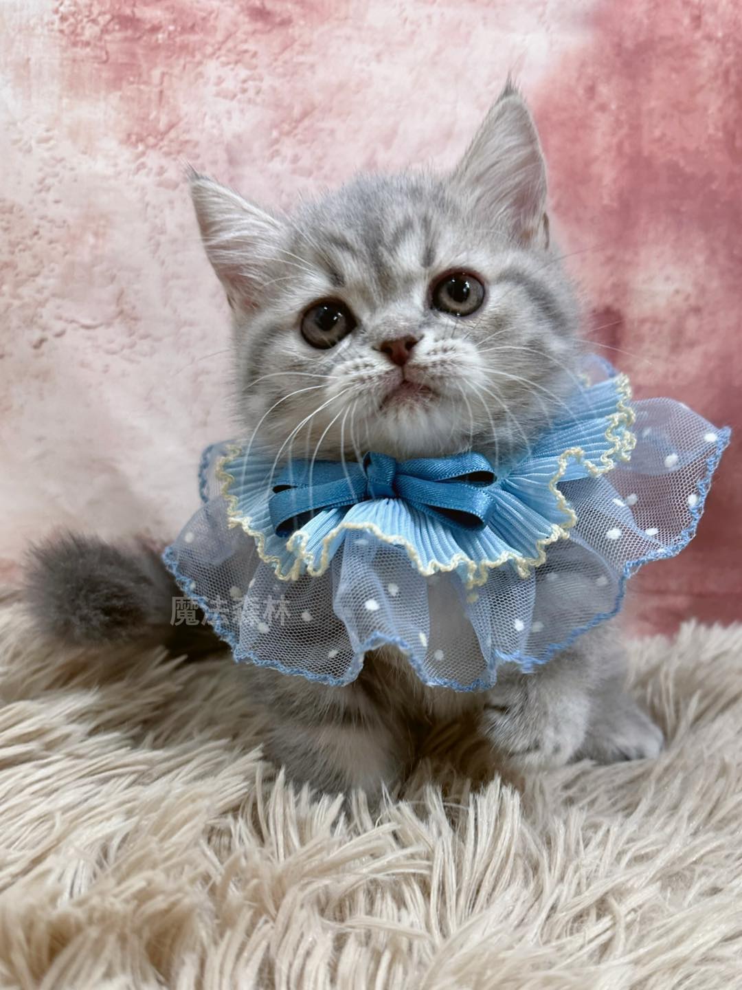 魔法森林／藍色螺紋虎斑紋曼赤肯