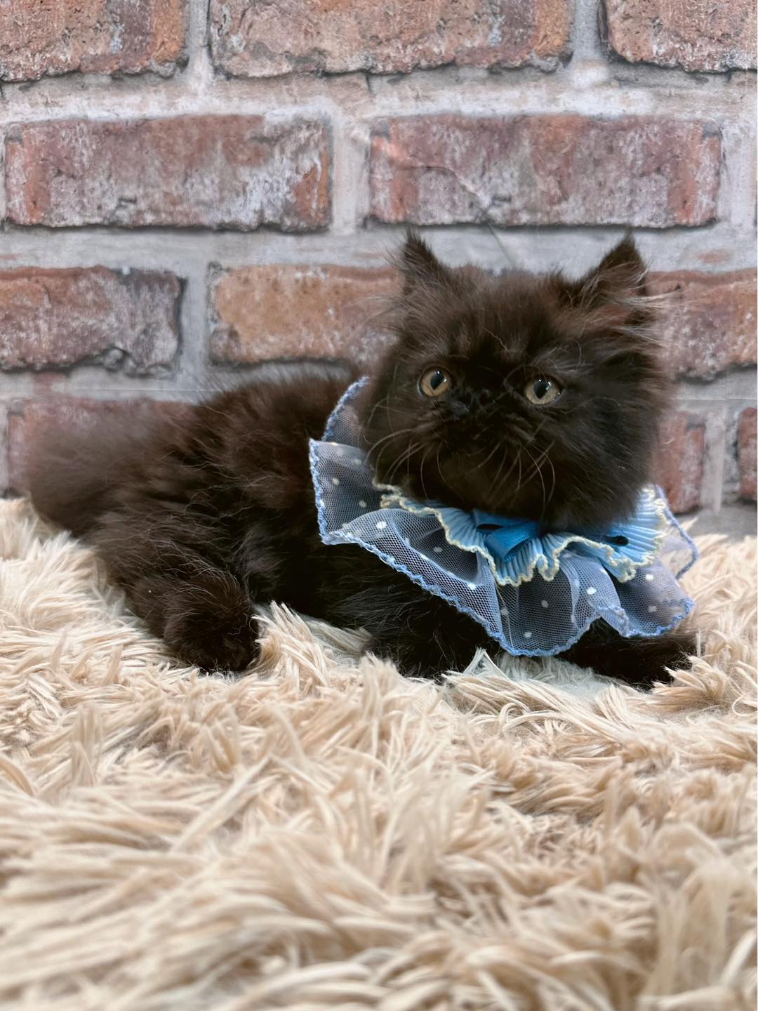 魔法森林／黑巧克力色小步舞曲