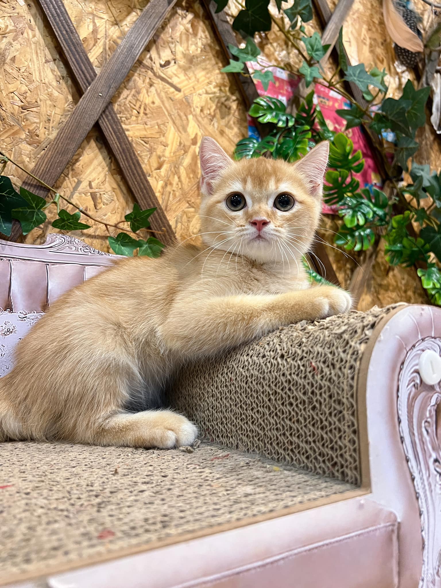 金瑟喵屋／紅金色英國短毛貓