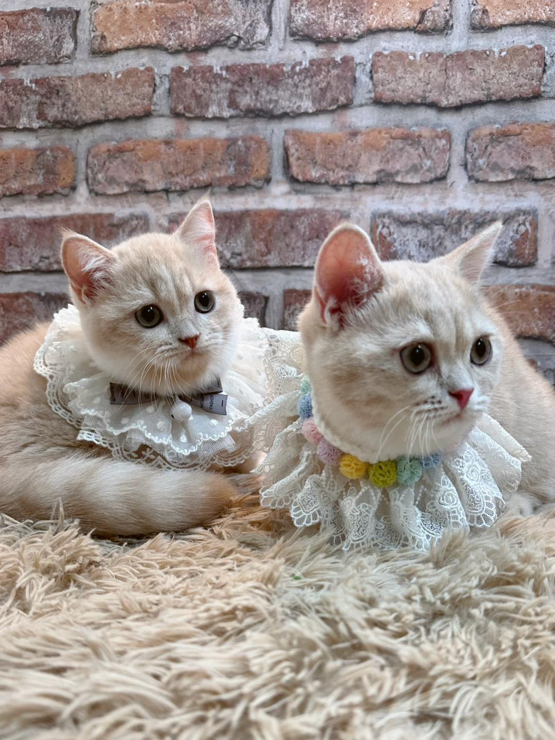 魔法森林／奶油色曼赤肯