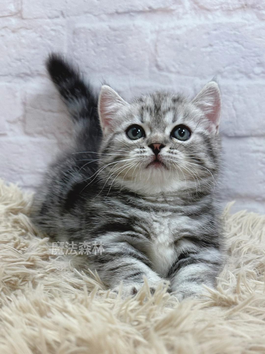 魔法森林／銀黑色古典螺紋曼赤肯