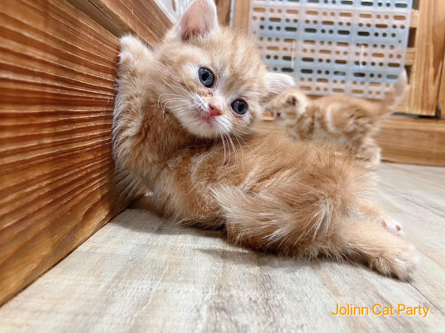 貓咪派對／橘紋美國短毛貓