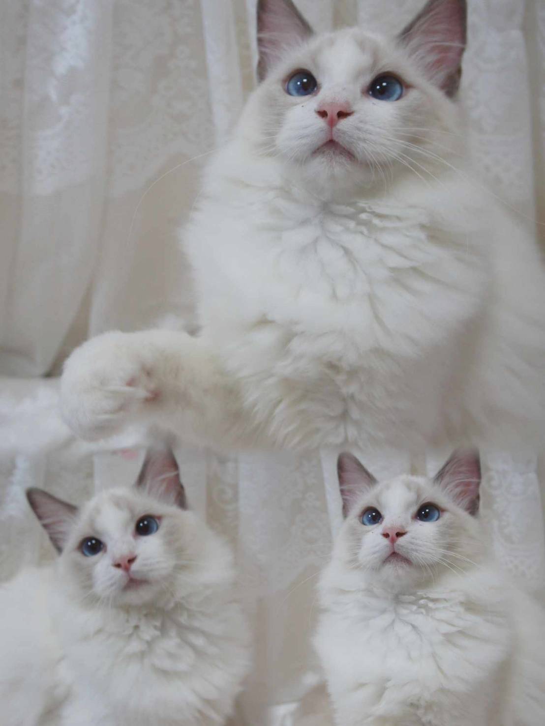 蘋果樹下的布偶貓／布偶貓