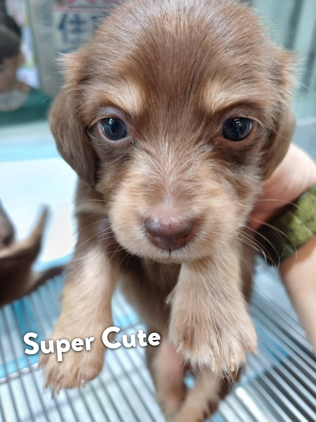 超可愛名犬社／巧奶長毛臘腸狗