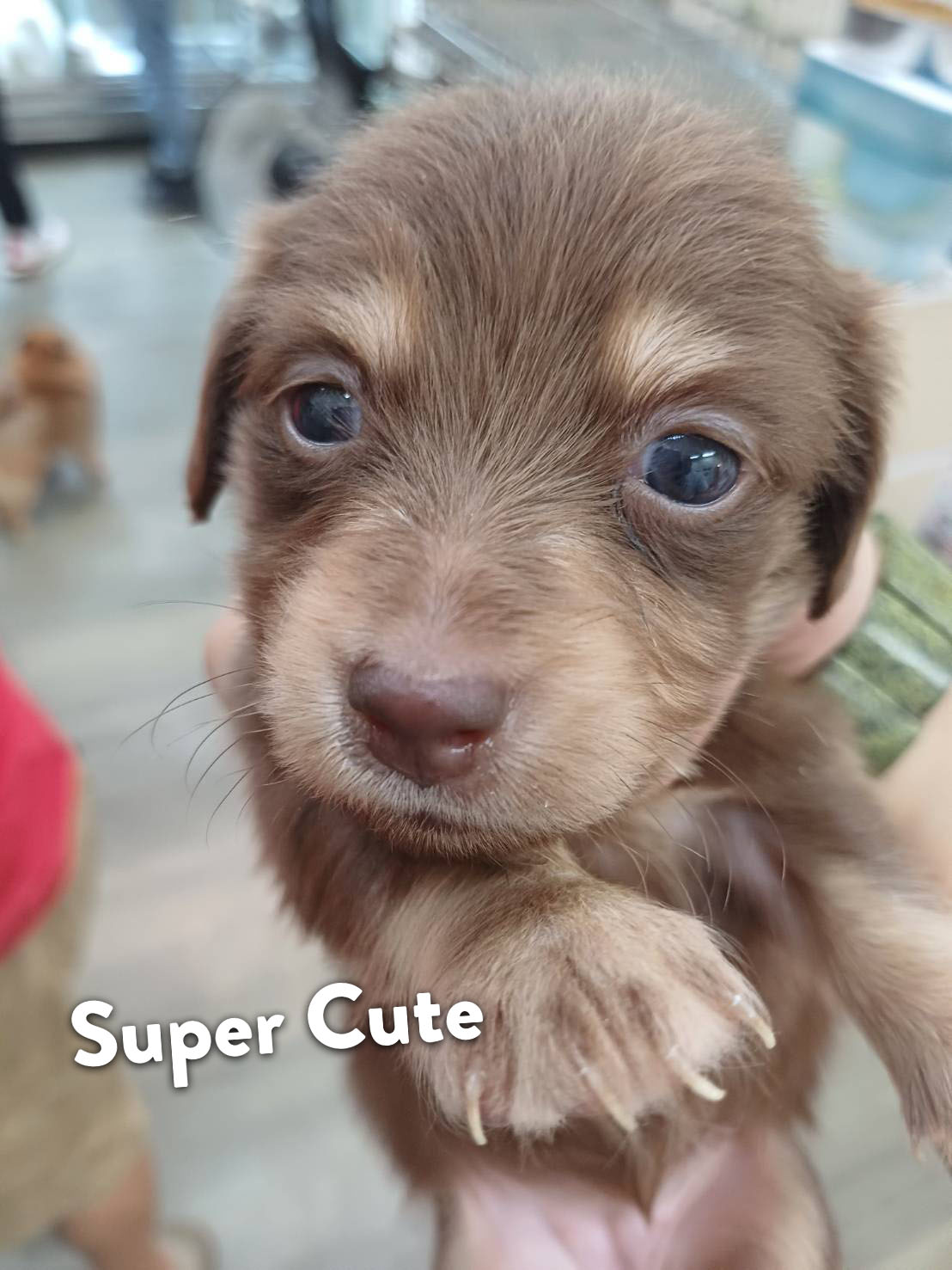 超可愛名犬社／巧奶長毛臘腸狗