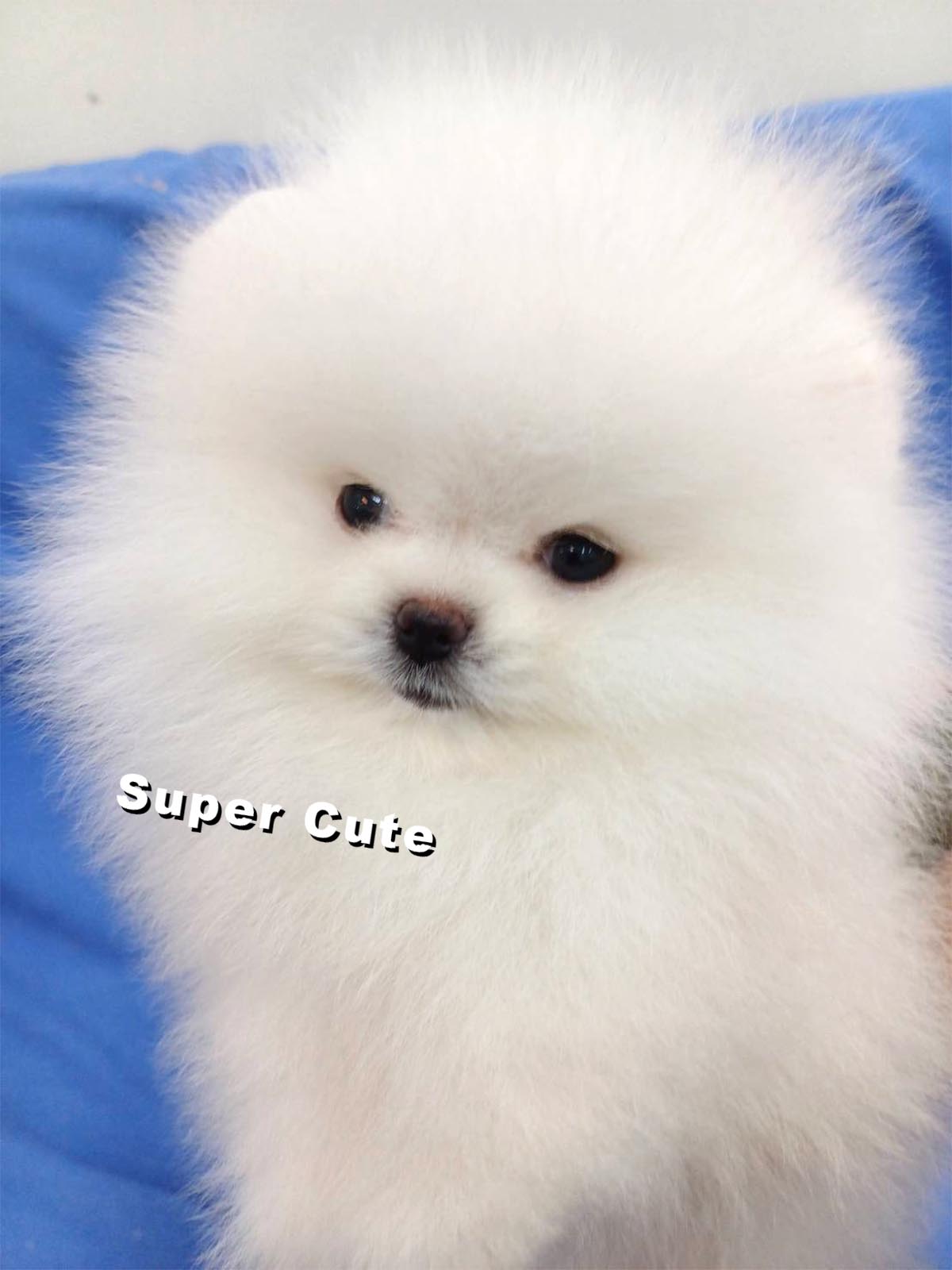 超可愛名犬社／博美犬