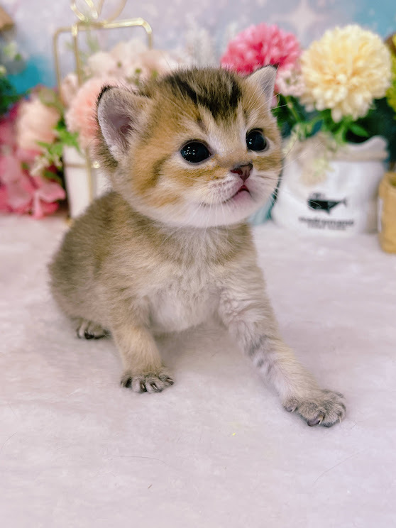 星光貓舍／黑金色非標準曼赤肯