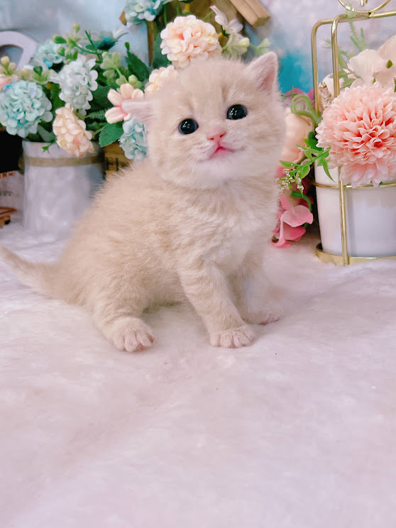 星光貓舍／奶茶色英國短毛貓