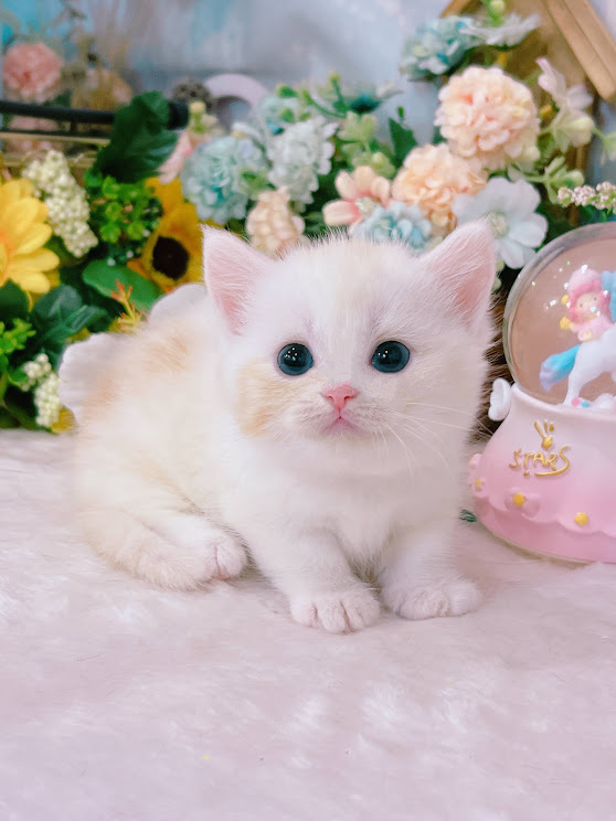 星光貓舍／凱米爾奶油曼赤肯