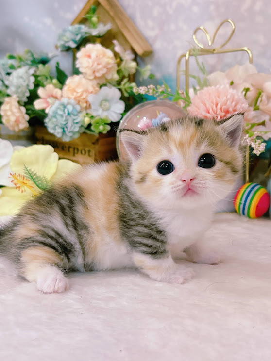 星光貓舍／三花曼赤肯