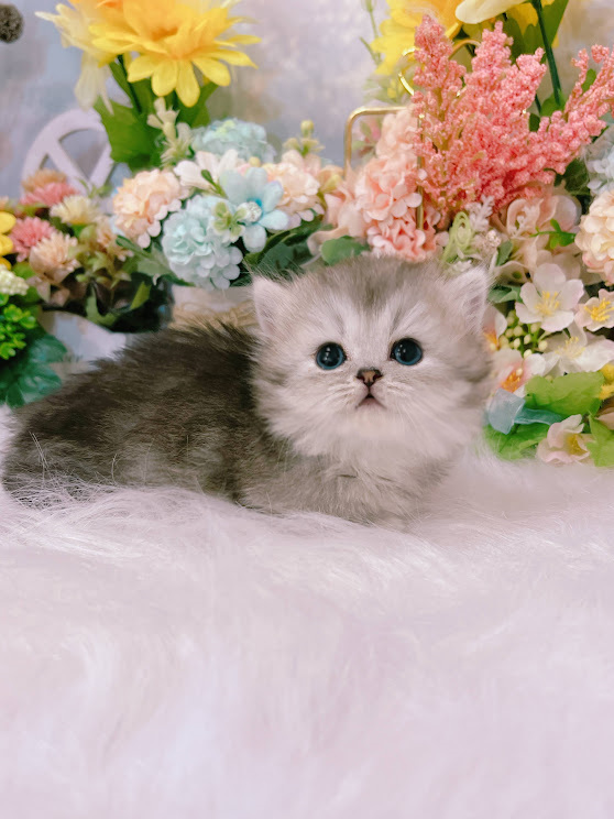 星光貓舍／凱米爾奶油曼赤肯