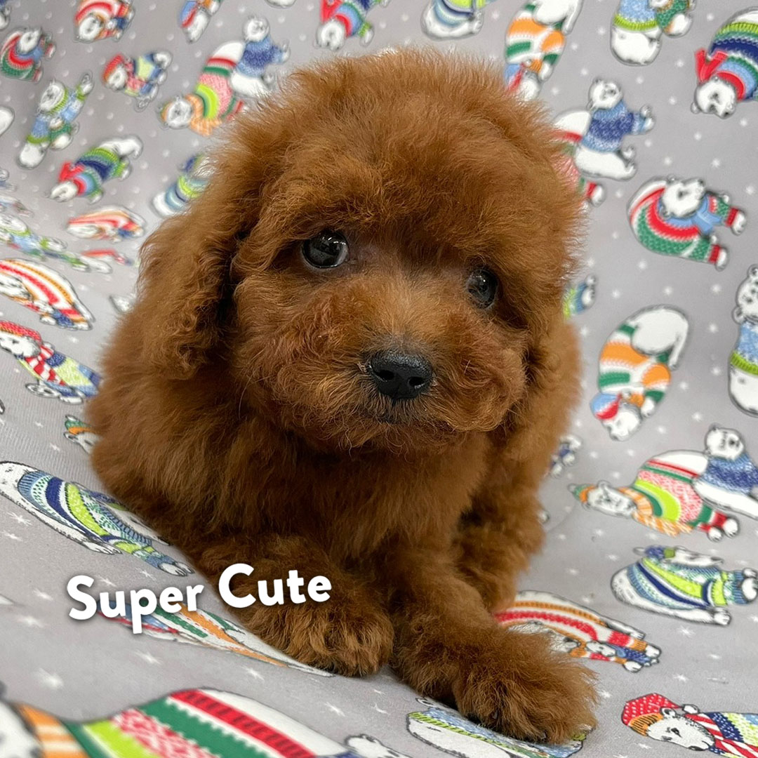 超可愛名犬社／紅貴賓