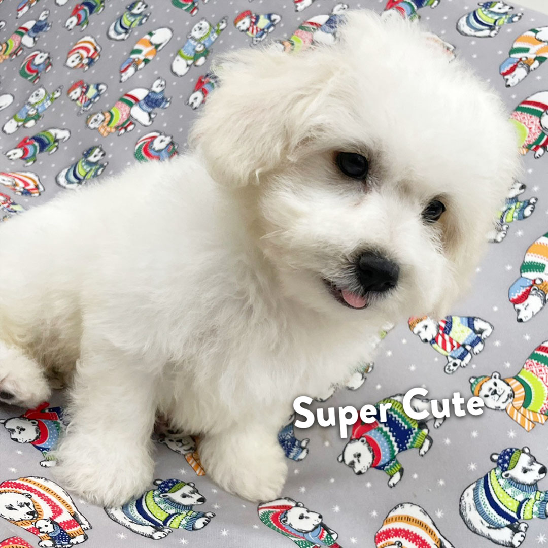 超可愛名犬社／比熊犬