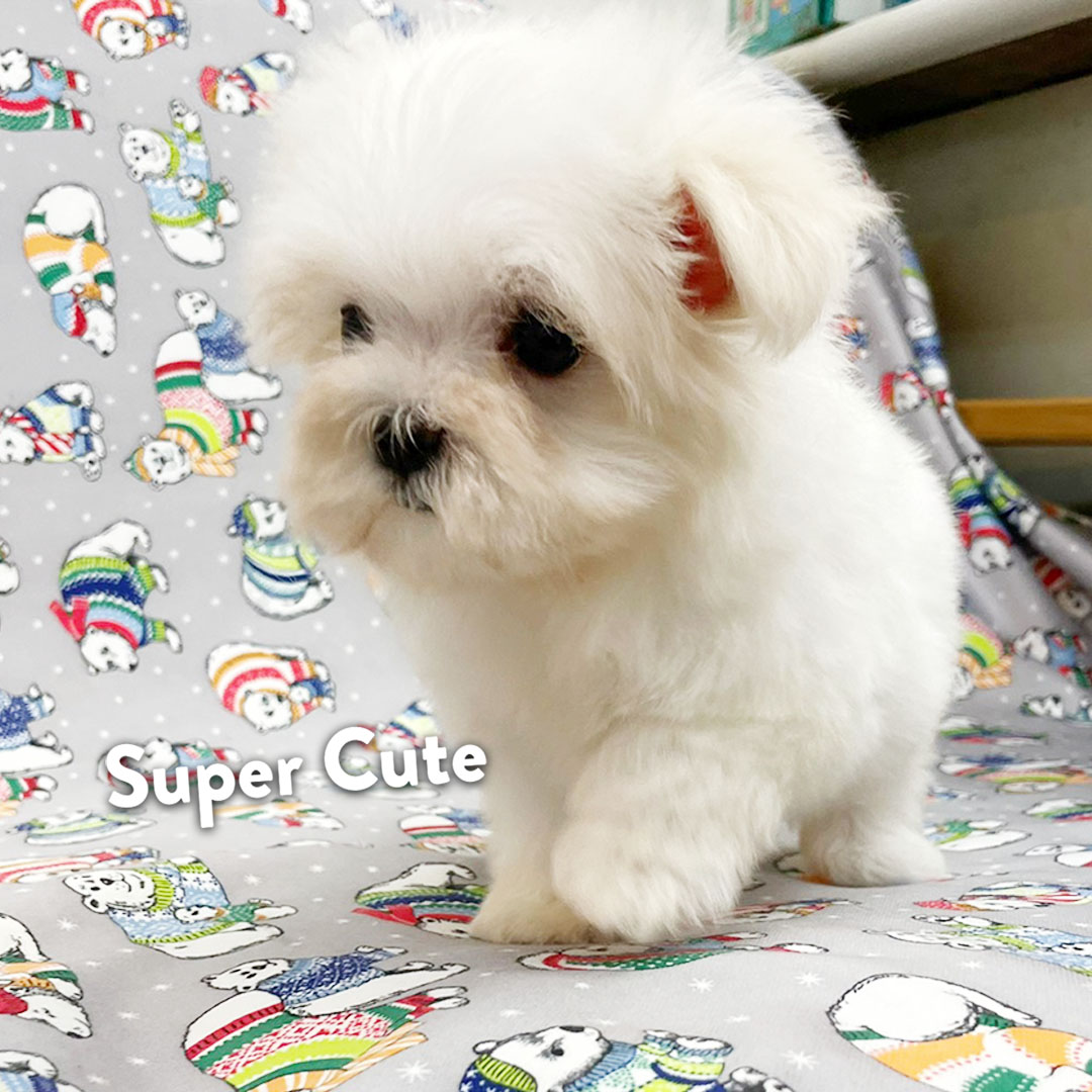 超可愛名犬社／馬爾濟斯